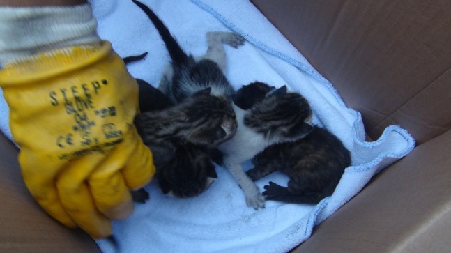 Taksim Meydanı’nda kedi yavrularını kurtarmak için seferber oldular