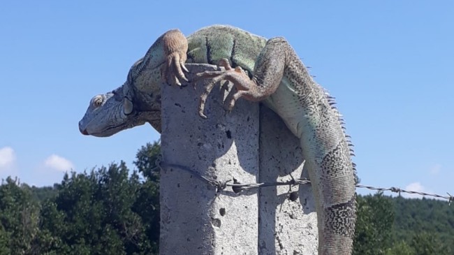 Çatalca’da dev iguana bulundu