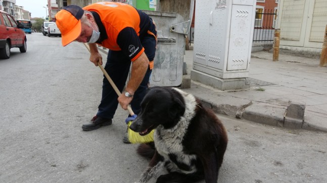 Pendik Belediyesi temizlik elemanı süpürgesiyle sokak köpeğine masaj yaptı