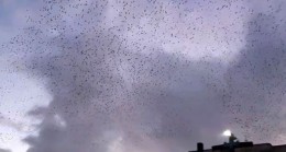 Gökyüzünde sığırcık kuşları dans ediyor