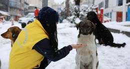 Çekmeköy Belediyesi sokak hayvanları için seferber oldu