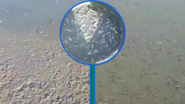 Su seviyesi dibe vuran Ömerli barajında yavru balıklar kurtarılıyor
