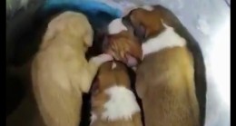 Yeraltı çöp konteynerine atılan 7 köpek yavrusu kurtarıldı