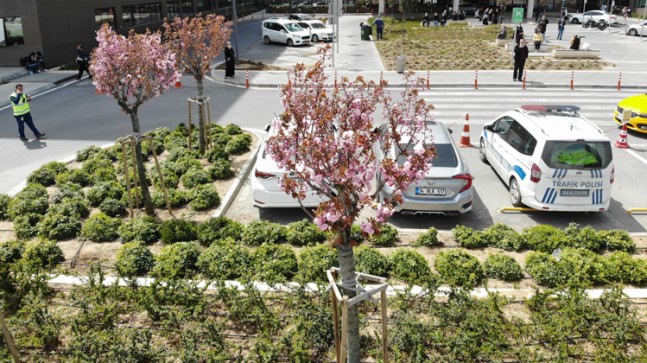 Şehir hastanesi bahçesinde sakura ve çam ağaçları çiçek açtı