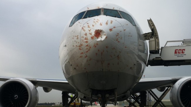 Uçak trafiğinde kuş ve yıldırım kazaları