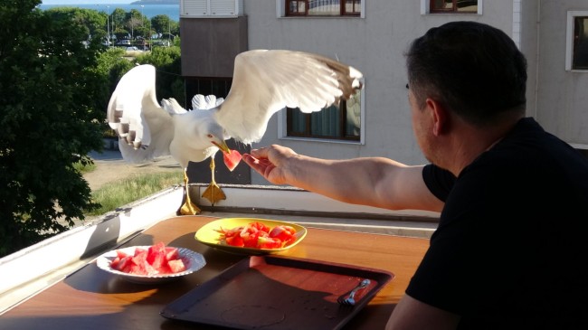 Hayvansever Hasan Şengün, yemeklerini martılarla birlikte yiyor