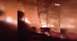 Marmaris yangınında itfaiye ekipleri ve vatandaşlar ölümle burun buruna