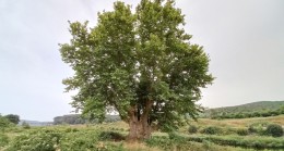 Çekmeköy’de bulunan 641 yıllık tarihi çınar ağacı iki imparatorluk gördü