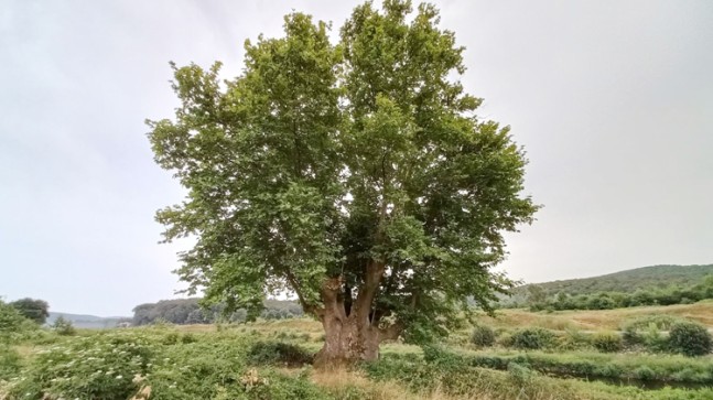 Çekmeköy’de bulunan 641 yıllık tarihi çınar ağacı iki imparatorluk gördü