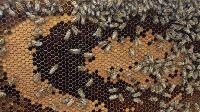 Arı poleninin hastalıklara karşı önemli faydası var!