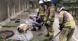 Ataşehir’de köpekler yağmurdan suyu yükselen dereye düştü