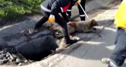 Sancaktepe Belediyesi kuyuda mahsur kalan köpeği kurtardı