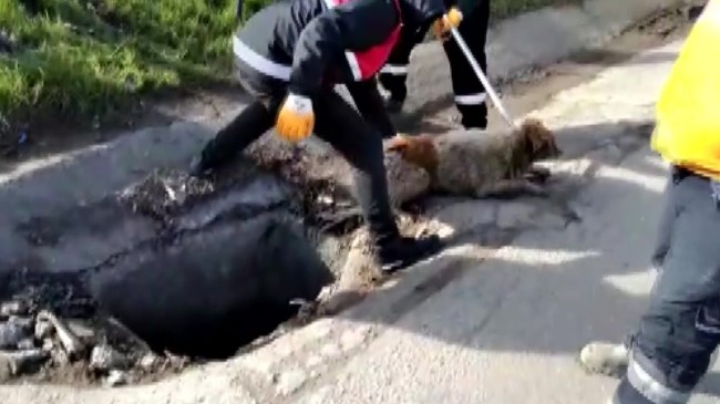 Sancaktepe Belediyesi kuyuda mahsur kalan köpeği kurtardı
