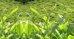Bakanlığın çıkarılacağı ‘Çay Kanunu’, üreticinin aleyhinde olacağı iddiası var!