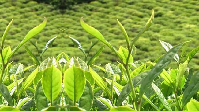 Bakanlığın çıkarılacağı ‘Çay Kanunu’, üreticinin aleyhinde olacağı iddiası var!
