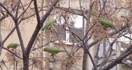 Papağanlar tesbih ağaçlarına akın etti