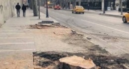 İstanbul Orman Bölge Müdürlüğü’nden çınar ağaçlarını kesen İBB’ye komik para cezası