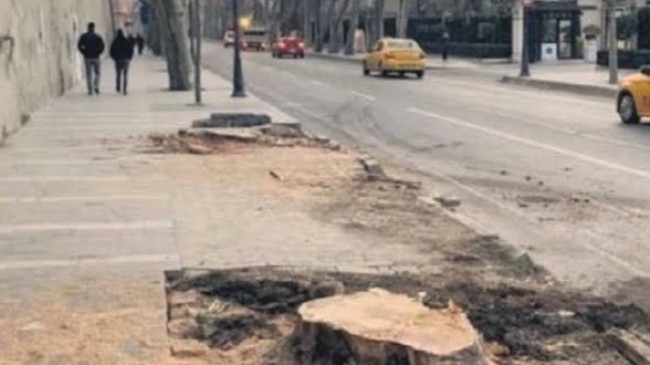 İstanbul Orman Bölge Müdürlüğü’nden çınar ağaçlarını kesen İBB’ye komik para cezası