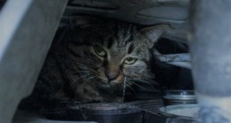 Kedi otomobilin motorunda sıkıştı