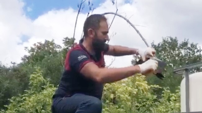 Pendik Belediyesi ekipleri, ağaçta ayağına ip dolanan kargayı kurtardı
