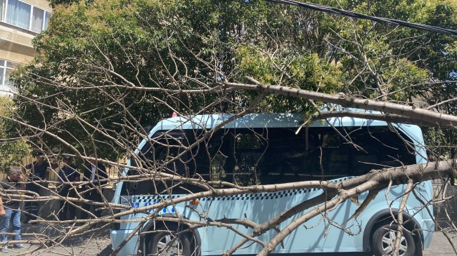 Pendik’te devrilen ağaç, seyir halindeki minibüsün üzerine düştü