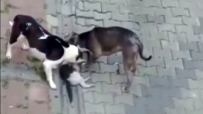 Fatih’te evde beslenen pitbull köpekleri, kedileri öldürdü