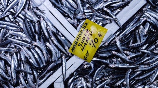 Balık, tezgahlarda bol ancak pahalı