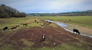 Doluluk oranı yüzde 30’lar seviyesine düşen Ömerli Barajında inekler otluyor