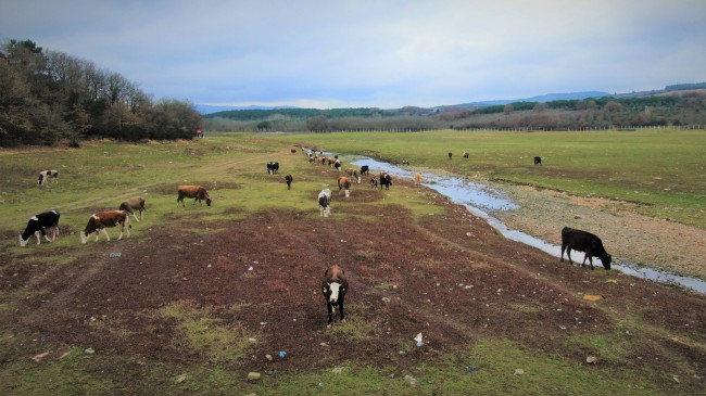 Doluluk oranı yüzde 30’lar seviyesine düşen Ömerli Barajında inekler otluyor
