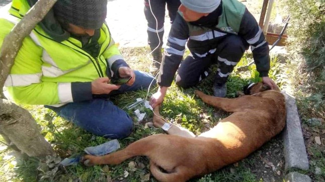 Yaralanan arama kurtarma köpeğine ilk müdahale Şile Belediyesi ekiplerinden geldi
