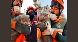 Enkaz altında mahsur kalan kedi arama kurtarma ekipleri tarafından kurtarıldı