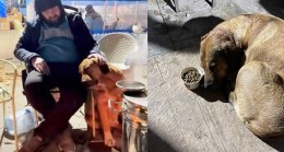Sahibini depremde kaybeden köpek, yiyip içmekten kesildi