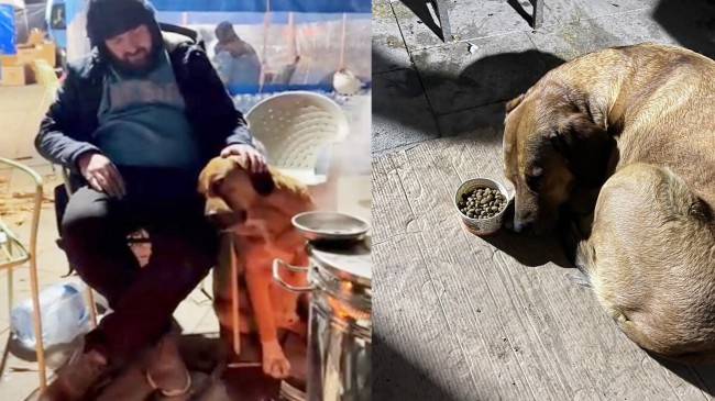 Sahibini depremde kaybeden köpek, yiyip içmekten kesildi