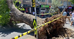 Üsküdar Çengelköy’de asırlık çınar ağacı caddeye devrildi