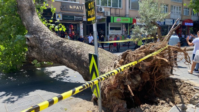 Üsküdar Çengelköy’de asırlık çınar ağacı caddeye devrildi