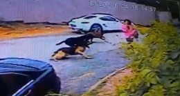 Eyüpsultan’da kadınlar sokak köpeklerinin saldırısına uğradı