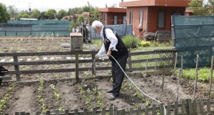 Arnavutköy Belediyesi Bostan Gülistan Hobi Bahçesi’nde ilk fideler toprağa ekildi